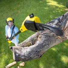 Best Tree Health Inspection  in Wesley Hills, NY