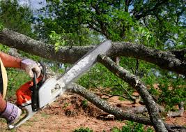 Best Tree Preservation Services  in Wesley Hills, NY