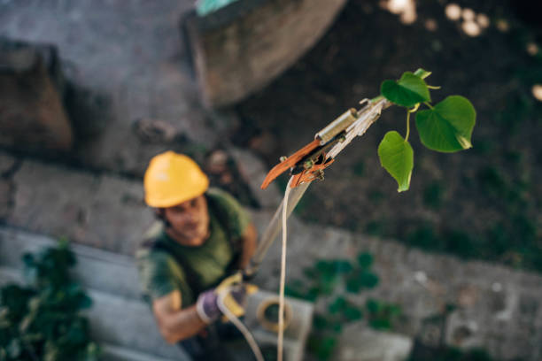 Best Firewood Processing and Delivery  in Wesley Hills, NY