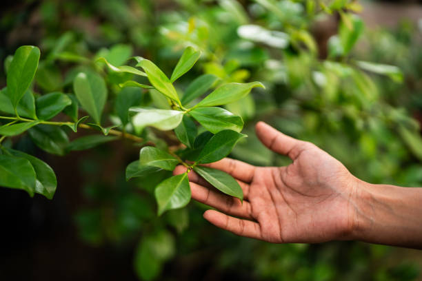 Best Commercial Tree Services  in Wesley Hills, NY