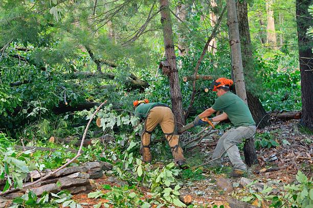 Best Arborist Consultation Services  in Wesley Hills, NY