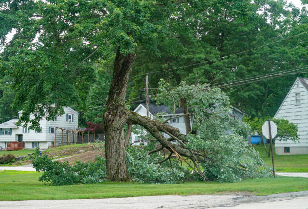  Wesley Hills, NY Tree Services Pros